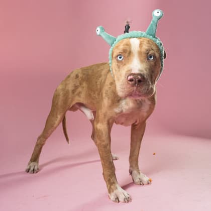 Kain, a Terrier, available for adoption