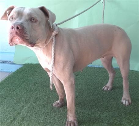 Hope, a Pit Bull Terrier, available for adoption