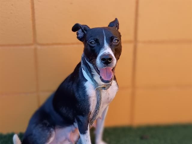 Berry Bonita, a Rat Terrier (mix breed), available for adoption