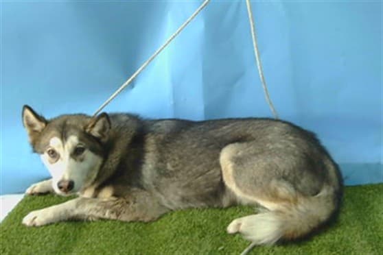 Bongo, a Siberian Husky, available for adoption
