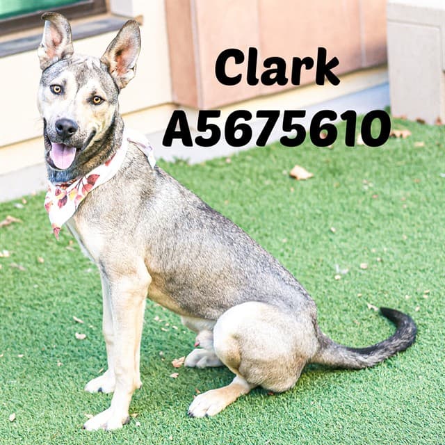 Clark, a German Shepherd, available for adoption