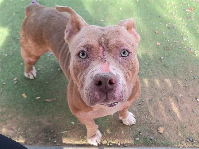 Marmalade, a Pit Bull Terrier, available for adoption