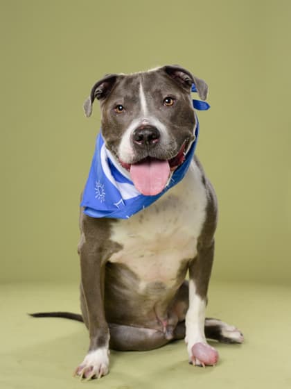 Smokey7, a Terrier, available for adoption