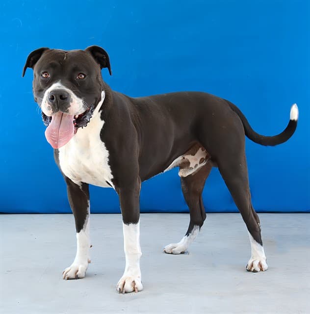 Barley, a American Staffordshire Terrier, available for adoption