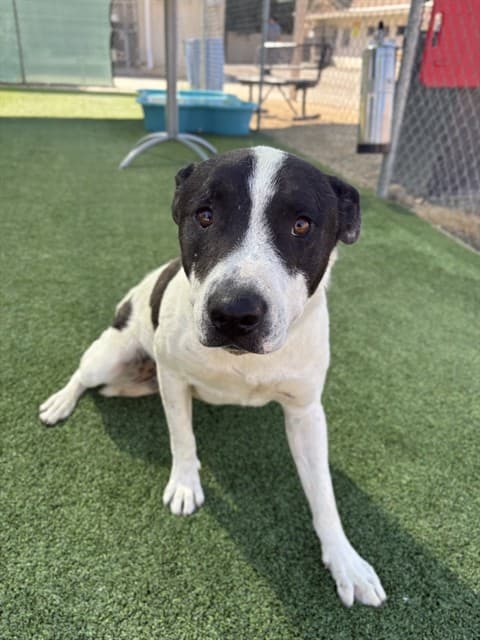 Steven, a Labrador Retriever, available for adoption