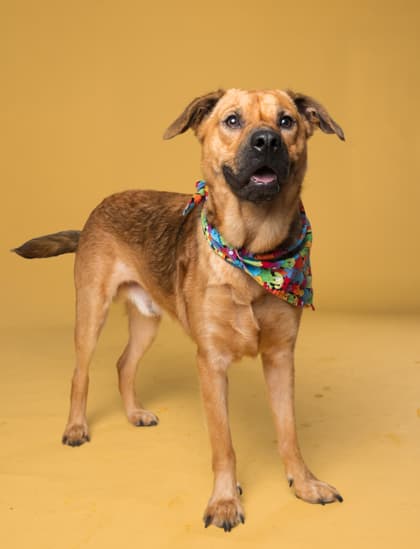 Epiphany, a Terrier, available for adoption