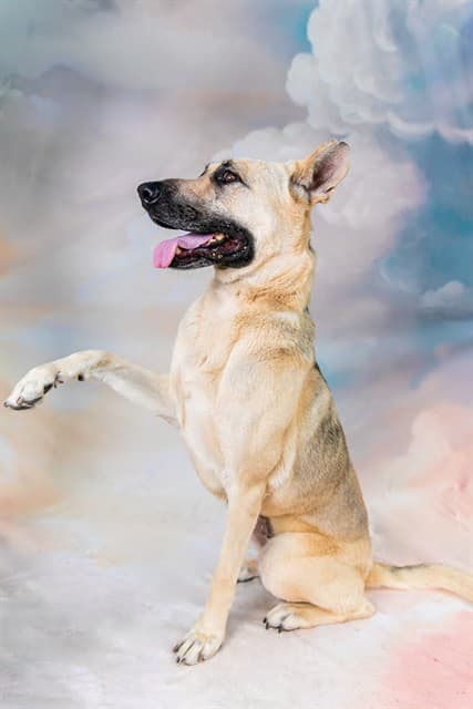 Quinn, a German Shepherd, available for adoption