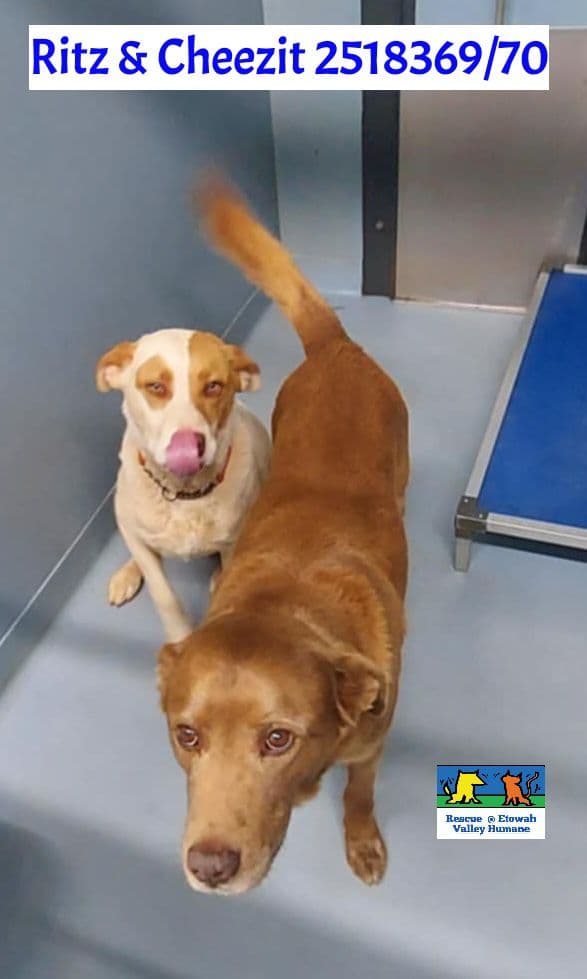 Ritz And Cheezit - Image 1