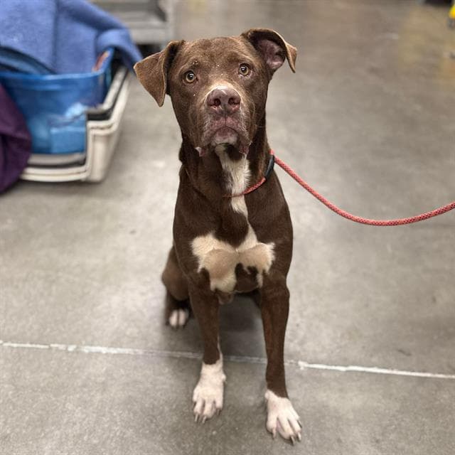 Harrold, a Pit Bull Terrier, available for adoption