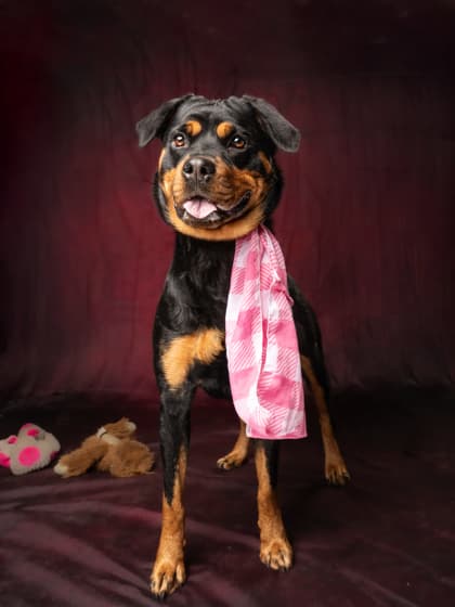 Liberty5, a Terrier, available for adoption