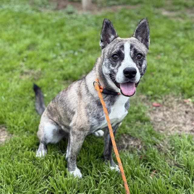 Stanley, a Feist, available for adoption
