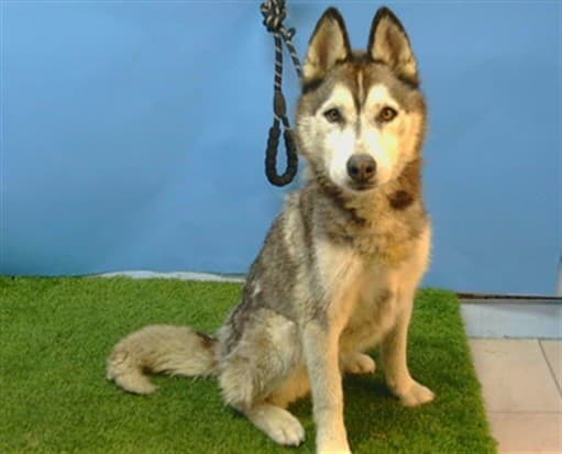 Luna, a Siberian Husky, available for adoption