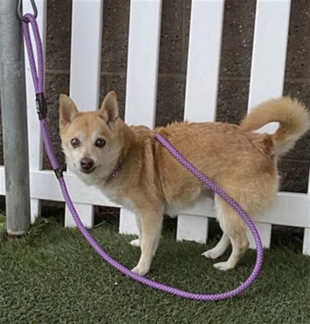 Ralphie, a Chihuahua, available for adoption