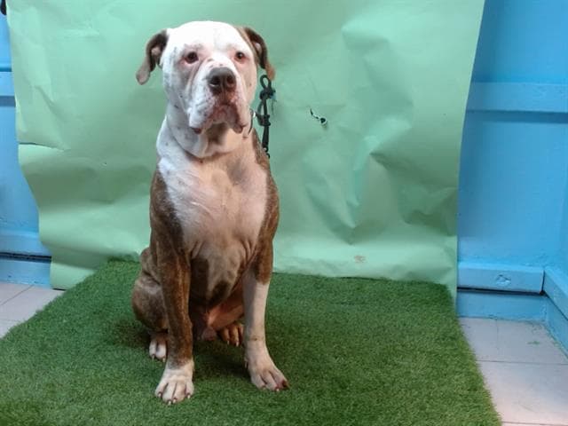 Shay, a Pit Bull Terrier, available for adoption