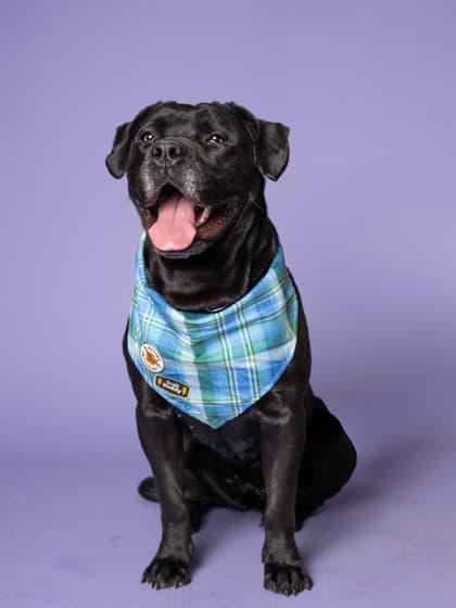 Bronsona, a Labrador Retriever, available for adoption