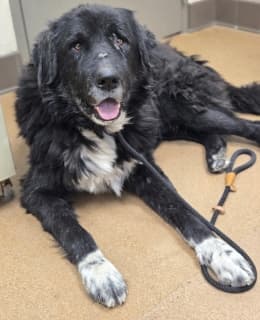 Zangi, a Caucasian Sheepdog (Caucasian Ovtcharka) (mix breed), available for adoption