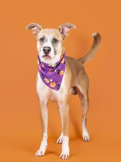 Ledger, a Terrier, available for adoption