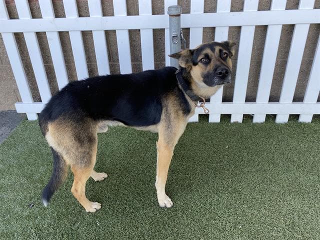 Bison, a German Shepherd, available for adoption