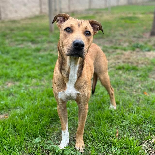 Morgan, a American Staffordshire Terrier, available for adoption