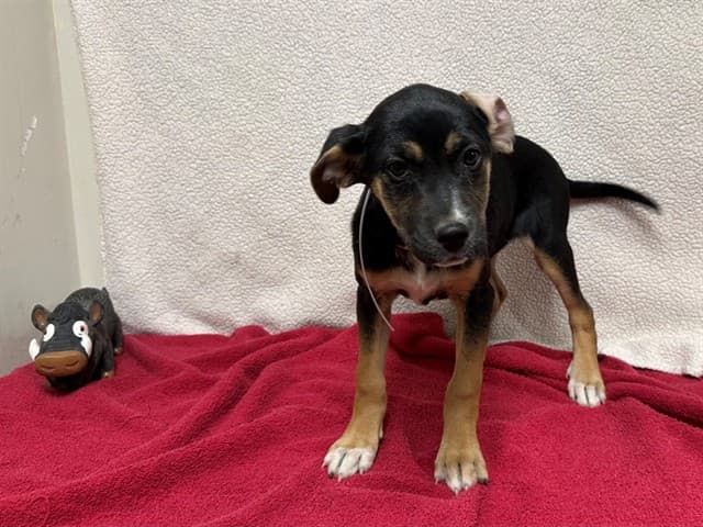 May, a German Shepherd, available for adoption