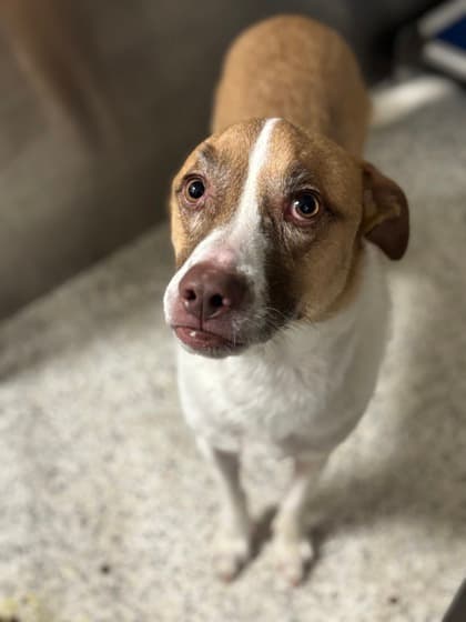 Nyla6, a Terrier, available for adoption