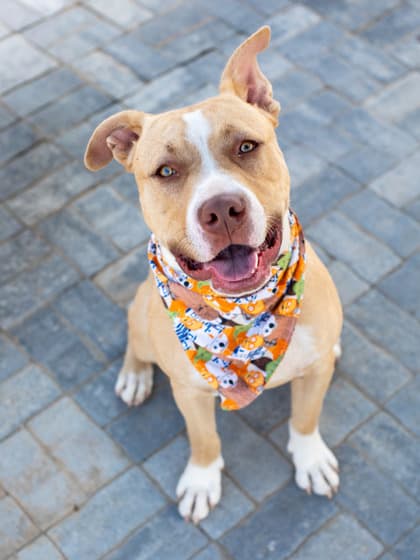 Suge, a Pit Bull Terrier, available for adoption
