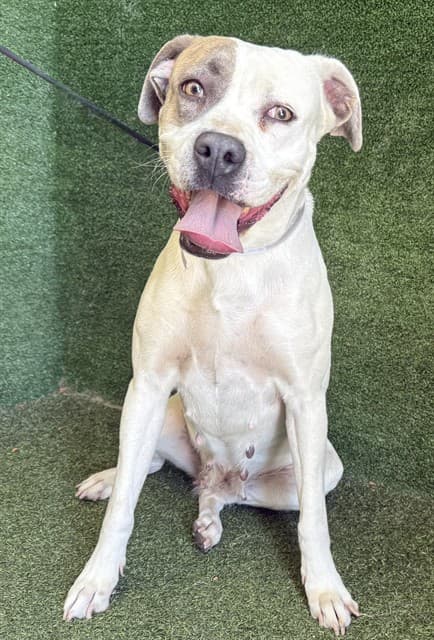 Guerra, a Pit Bull Terrier, available for adoption