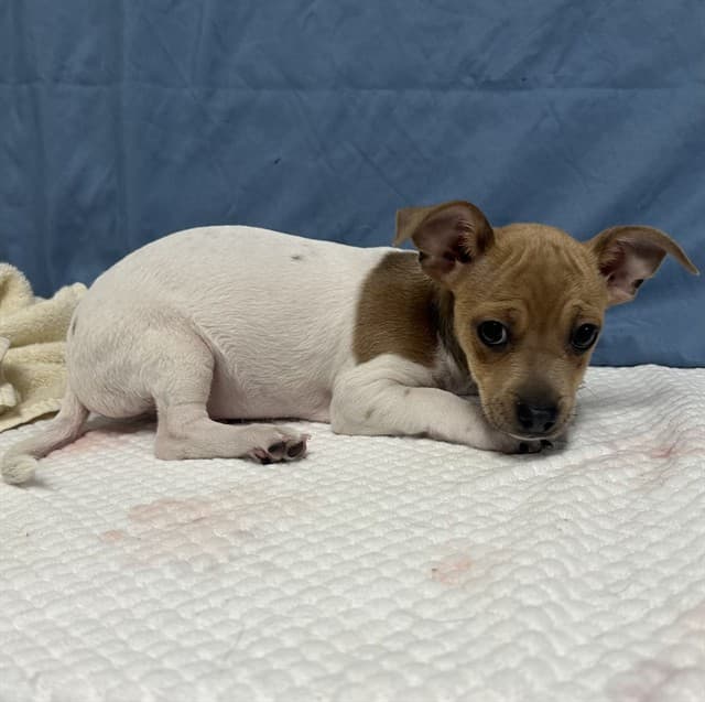 Cody, a Chihuahua, available for adoption