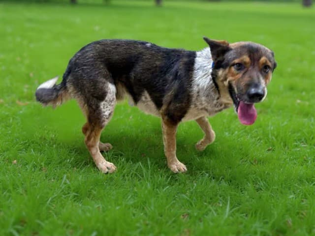 Apollo, a German Shepherd, available for adoption