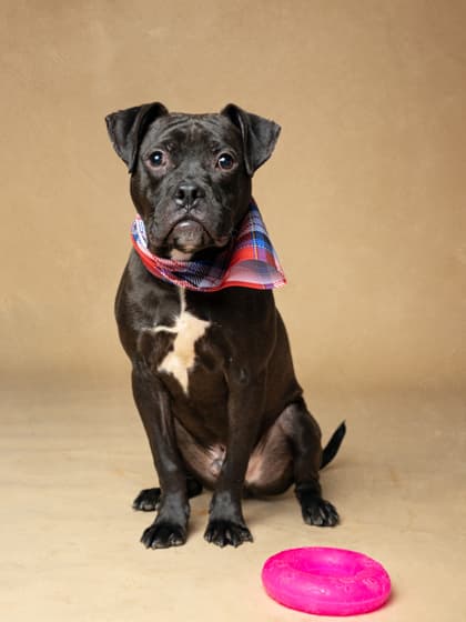 Wackle, a Pit Bull Terrier, available for adoption