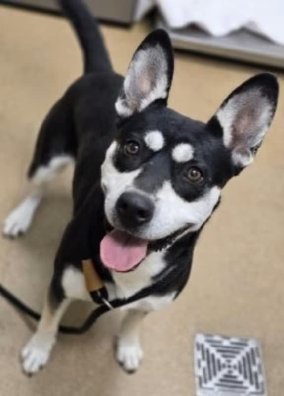 Athena, a Australian Kelpie (mix breed), available for adoption