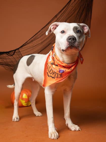 Lilly, a Fox Terrier, available for adoption