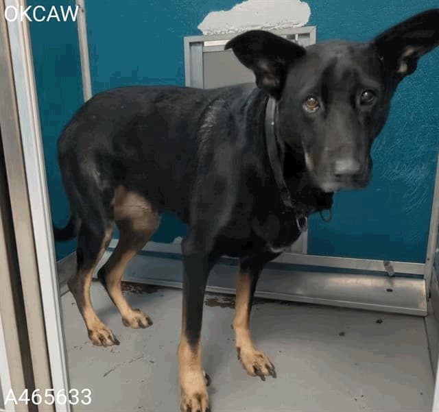 Jolly, a German Shepherd, available for adoption