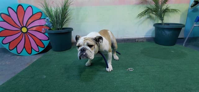 Qt, a English Bulldog, available for adoption