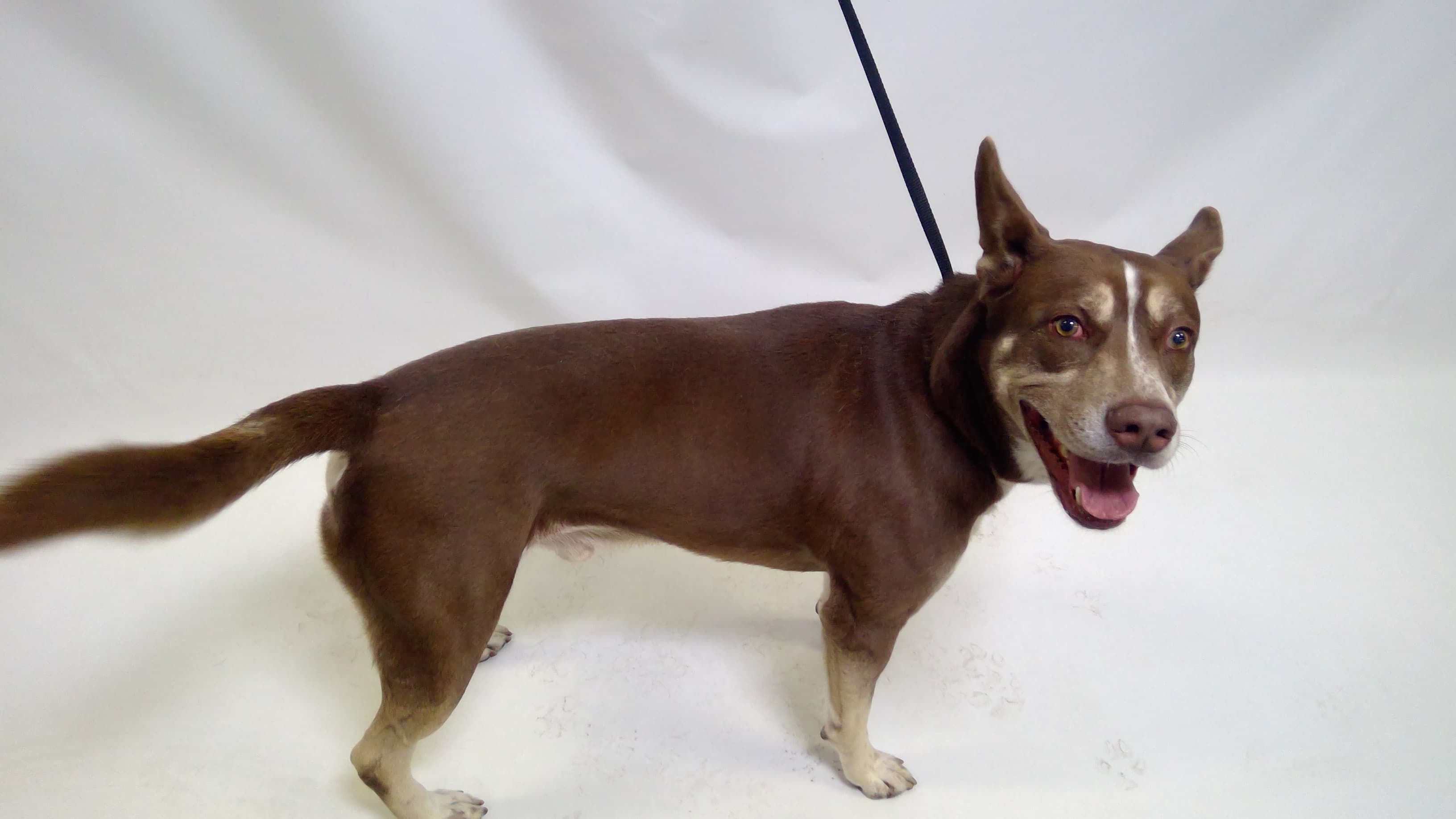 26-04730, a Husky (mix breed), available for adoption