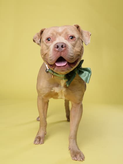 Dill4, a Pit Bull Terrier, available for adoption