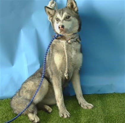 Lulu, a Siberian Husky, available for adoption