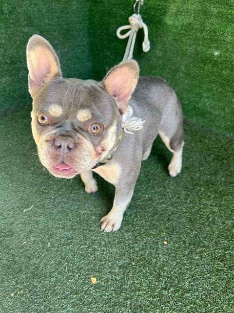 M, a French Bulldog, available for adoption
