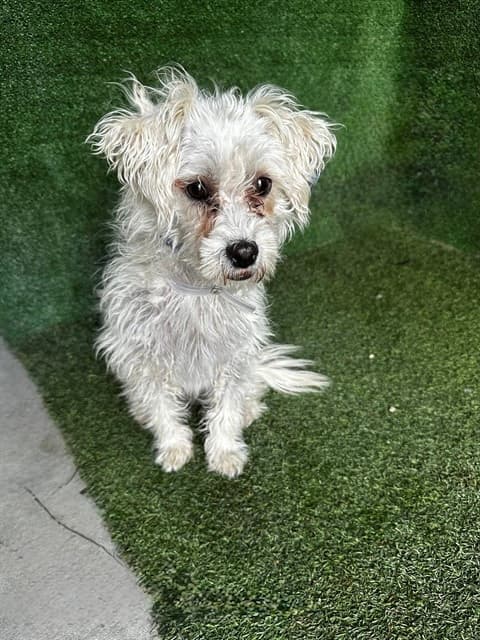 Day, a Maltese, available for adoption
