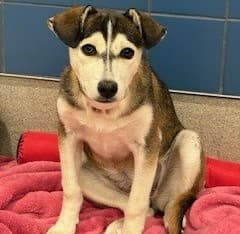 Scarlet, a Husky, available for adoption