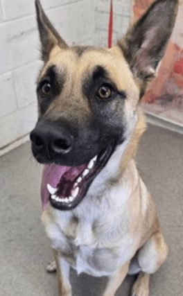 Mochiana, a German Shepherd, available for adoption