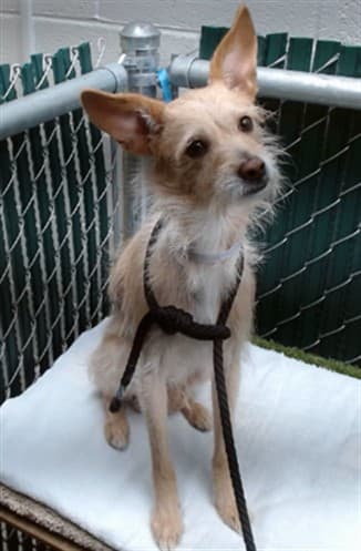 Jack, a Terrier, available for adoption