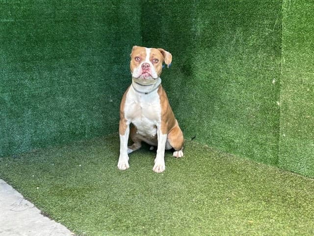 Nala, a Boxer, available for adoption