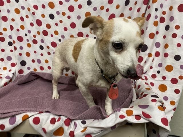 Aurora, a Chihuahua, available for adoption