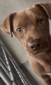 Mark, a Chihuahua, available for adoption