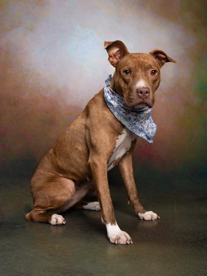 Gingersnap5, a Terrier, available for adoption