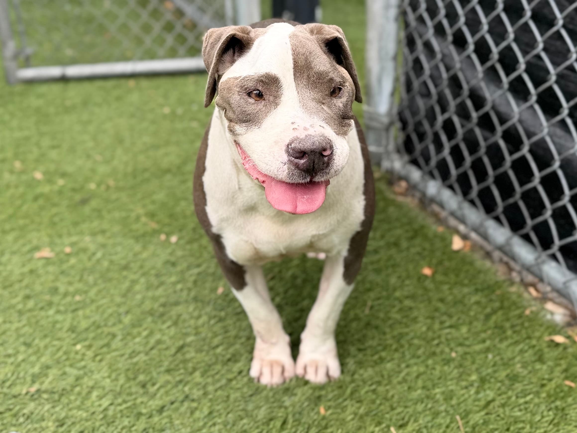 Gigi, a Pit Bull Terrier, available for adoption