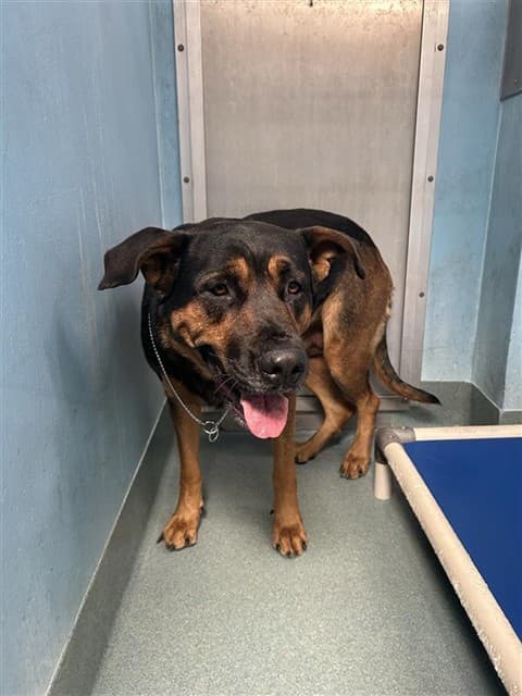 Marge, a Rottweiler, available for adoption