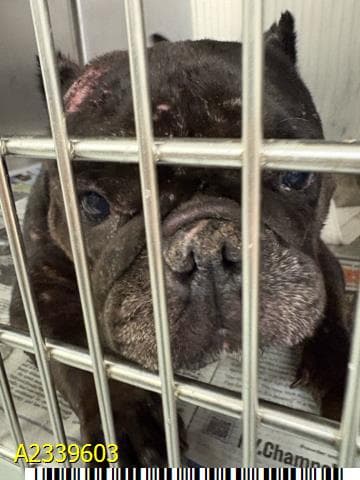 Mamba, a French Bulldog (mix breed), available for adoption