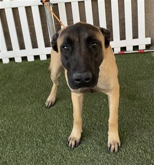 Marvin, a Anatolian Shepherd, available for adoption